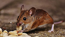 24 Hour & Emergency Exterminators in Tyrone, PA
